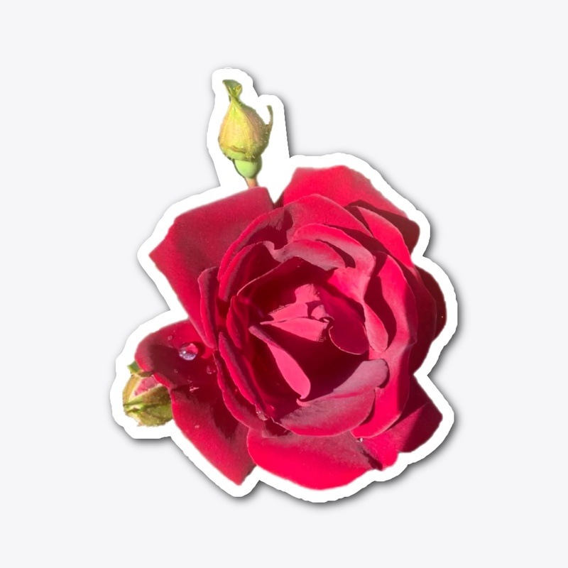 Simply Rose 7