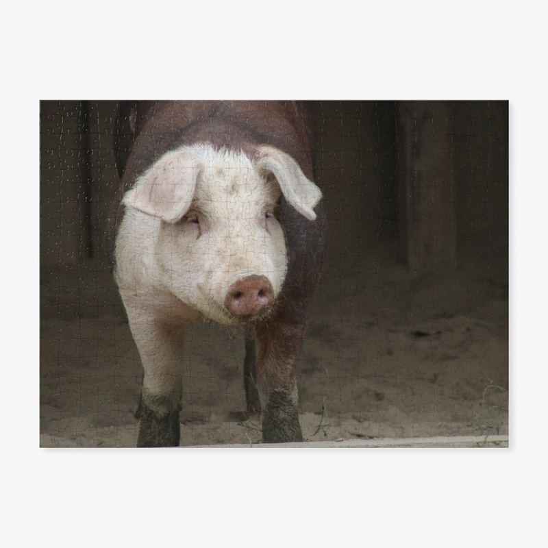 Pig