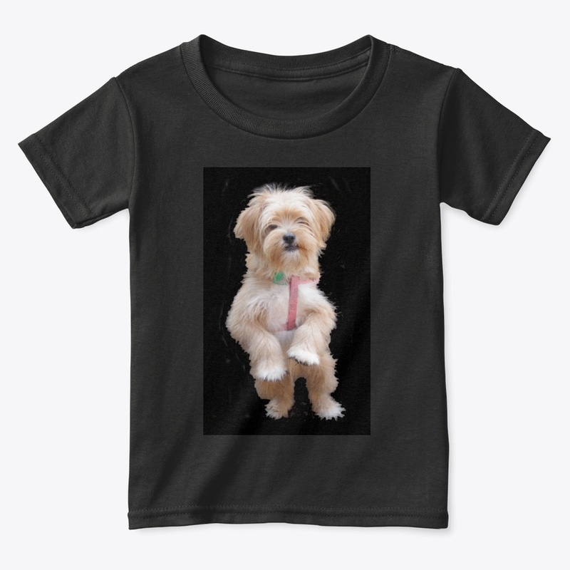 cute yorkie chihuahua puppy