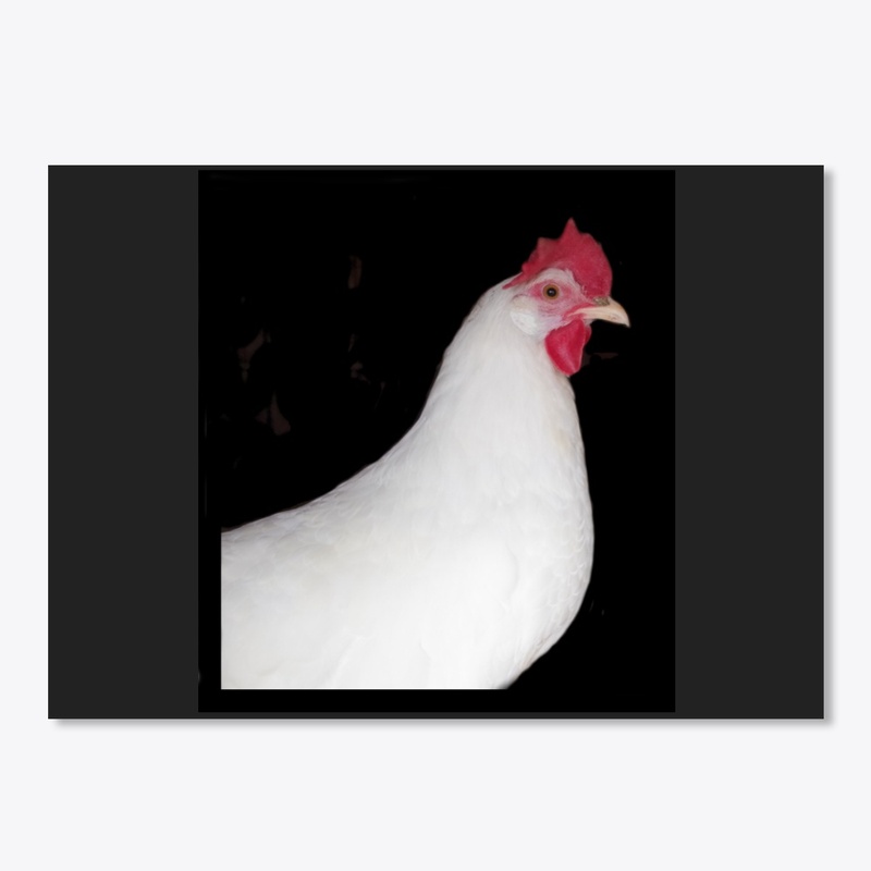 white leghorn hen chicken farm animal