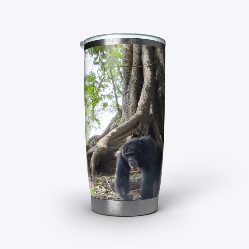 Alpha male Fongoli chimp Cy