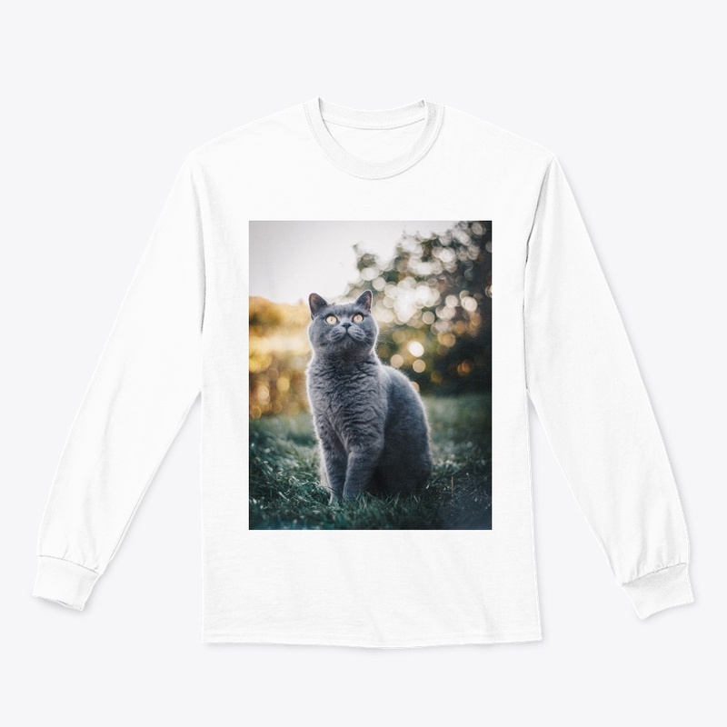 lovely cat