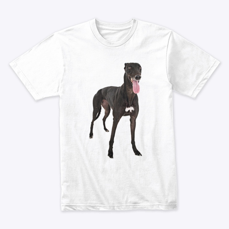 black greyhound dog