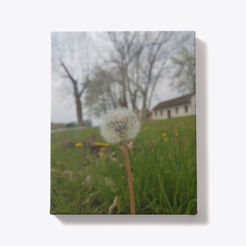 Dandelion 4 , maslačak