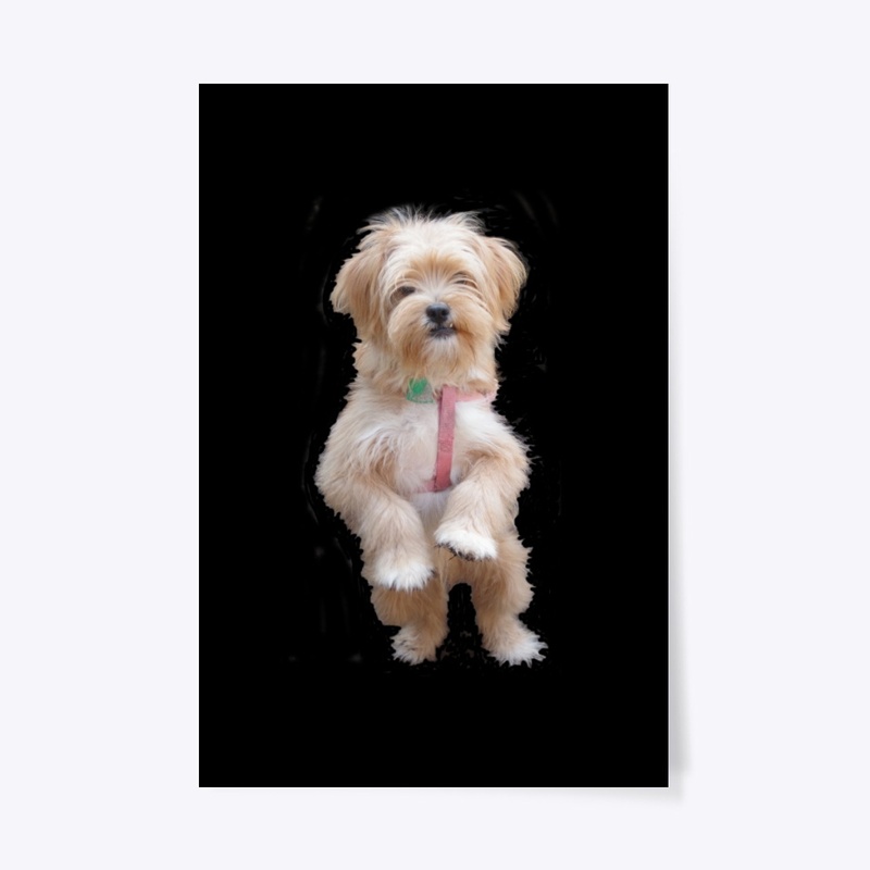 cute yorkie chihuahua puppy