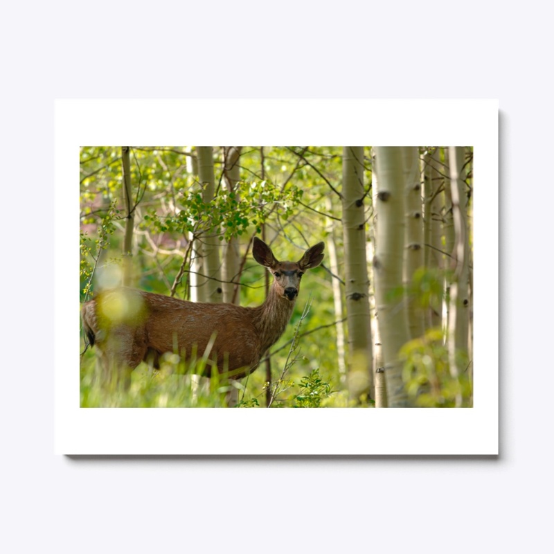 Deer