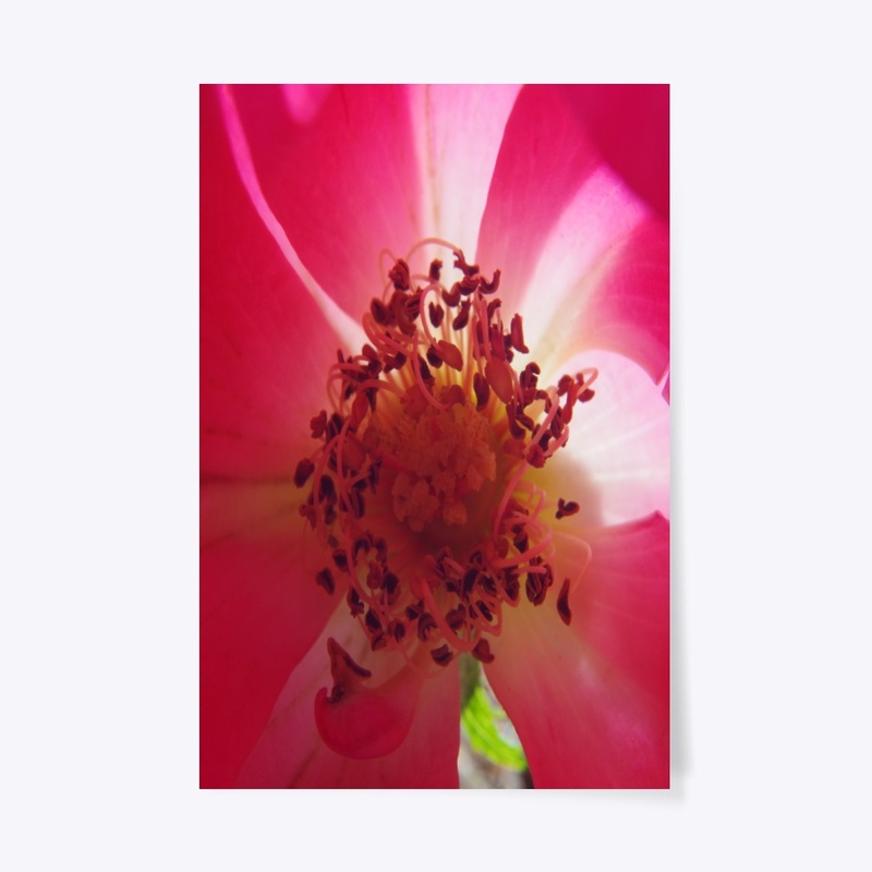 rose flower garden