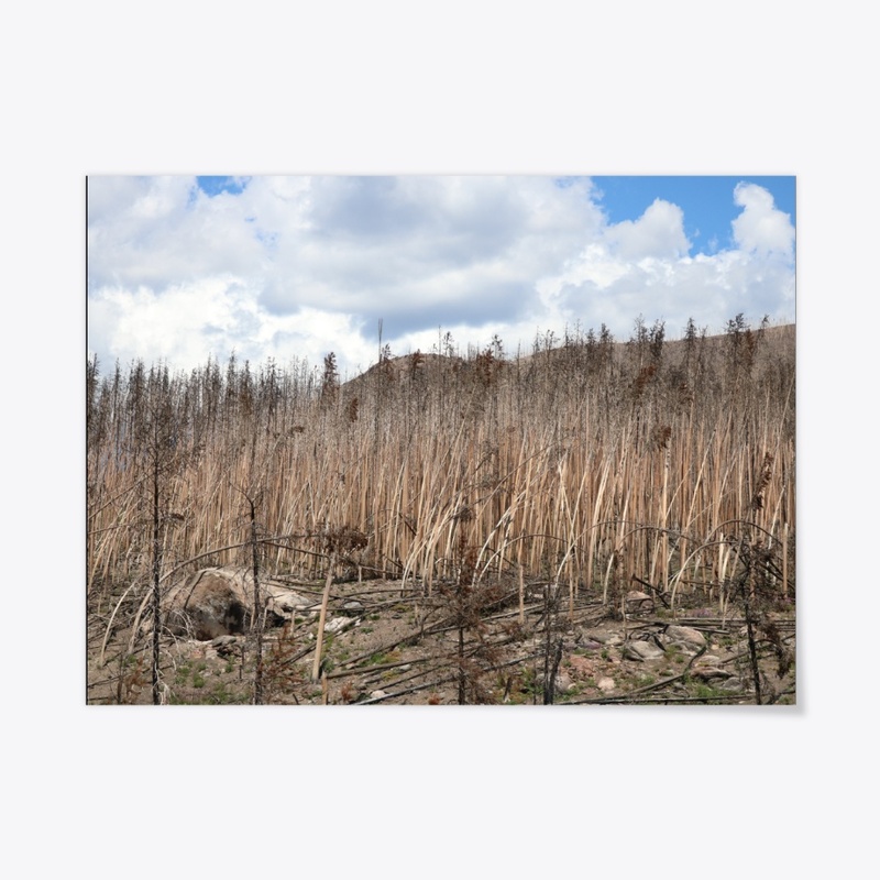 Colorado 17