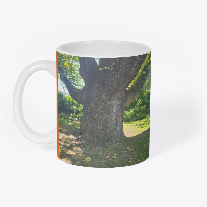 Connecticut's Oldest Tree