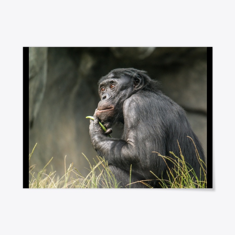 Bonobo Portrait
