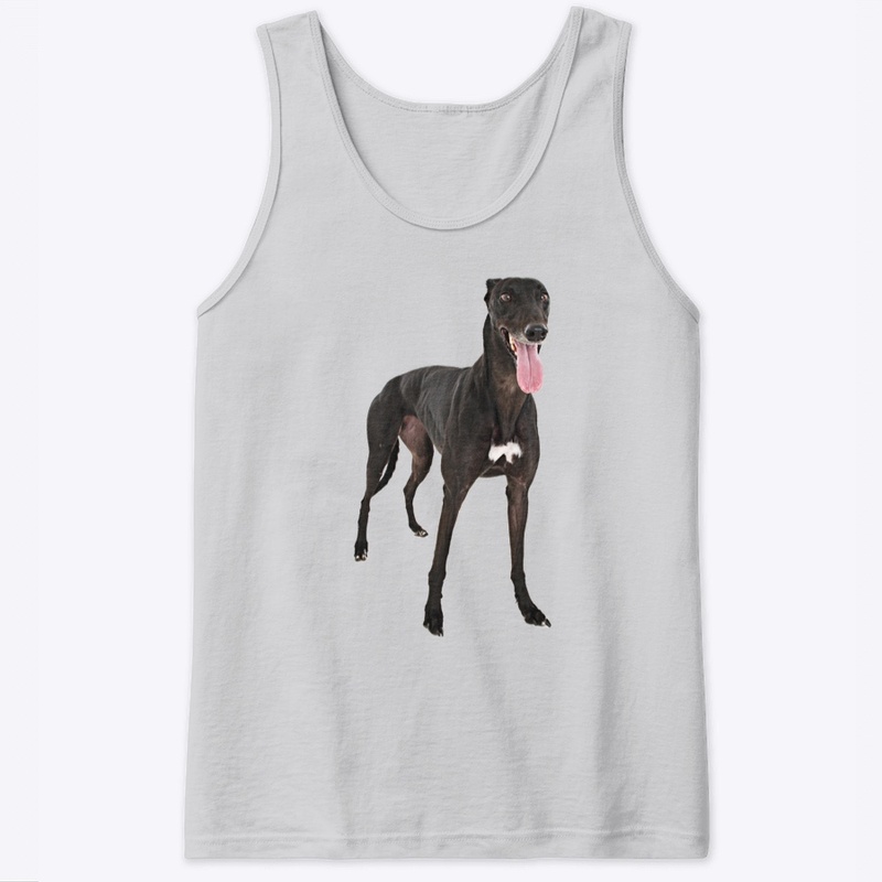 black greyhound dog