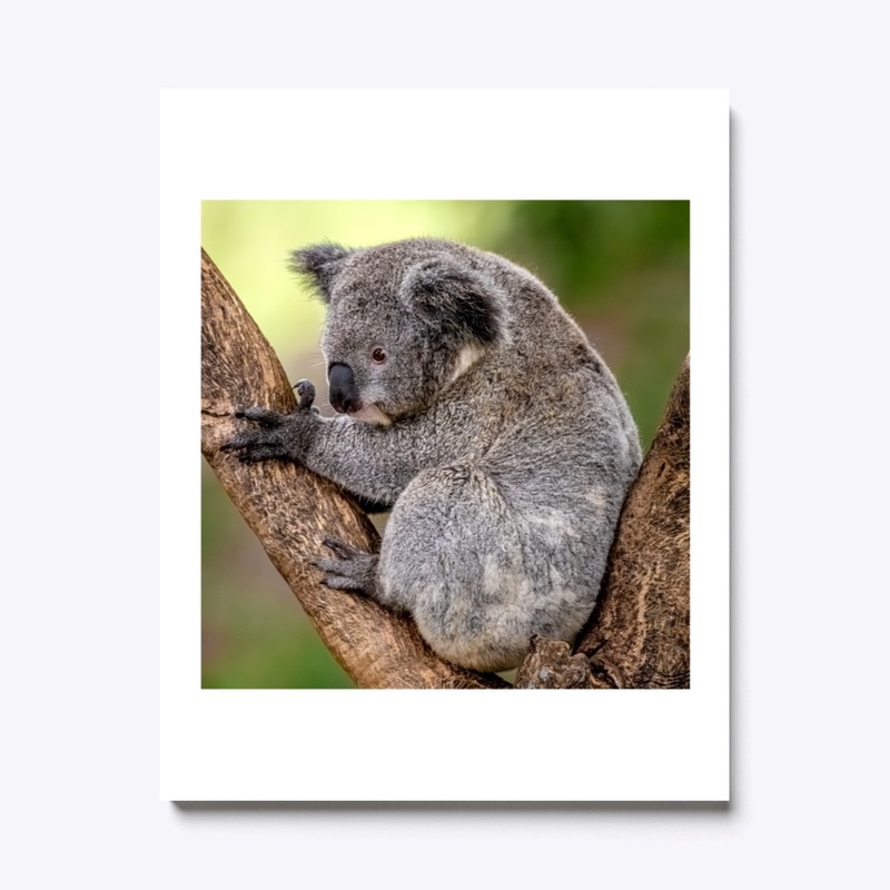 Coala