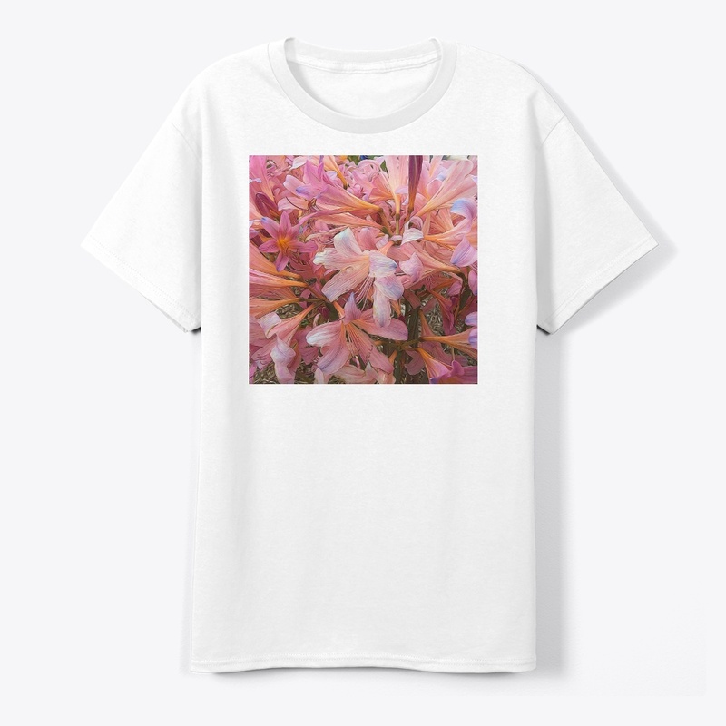 Pink Amaryllis