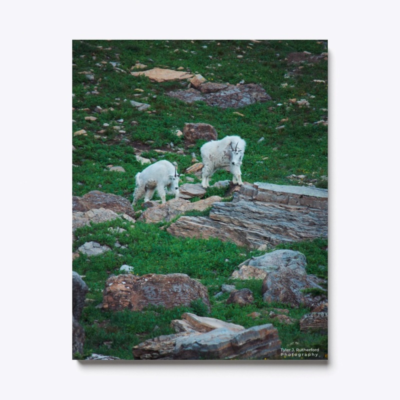 Montana Mountain Goats