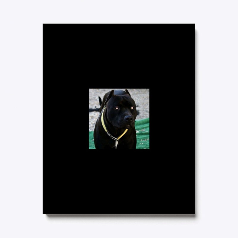 Pitbulls Black