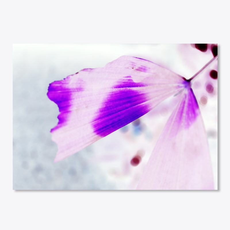 Leaf photo