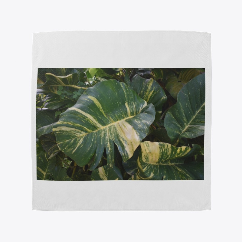 Devils Ivy a.k.a Golden Pothos