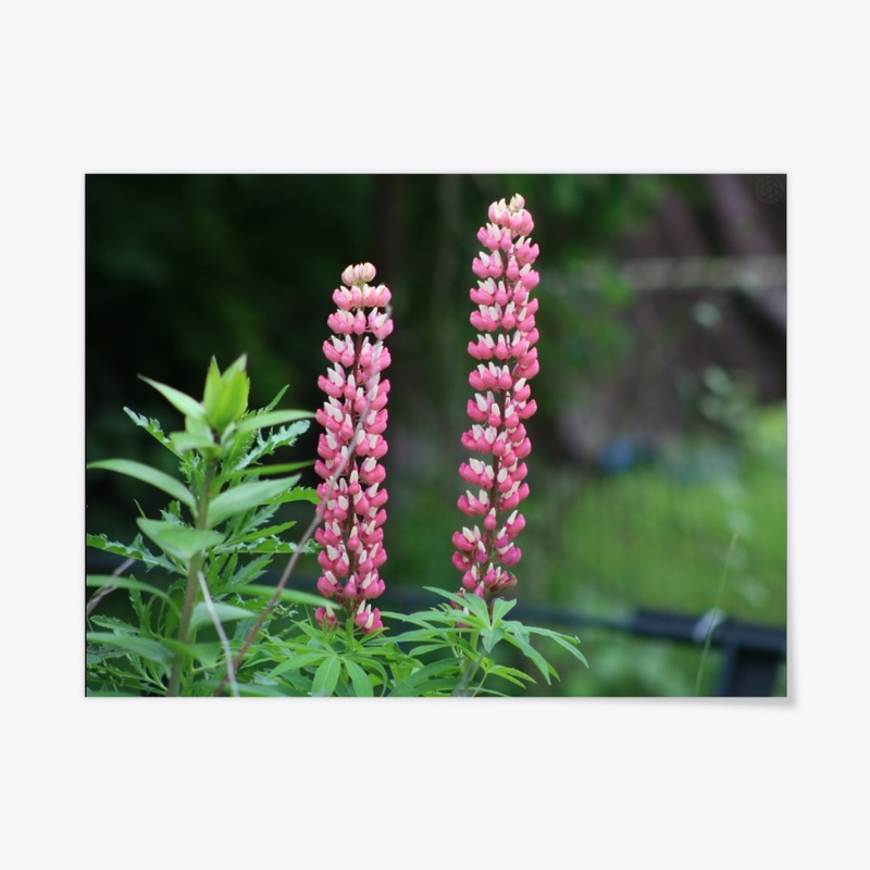 Flowers 4