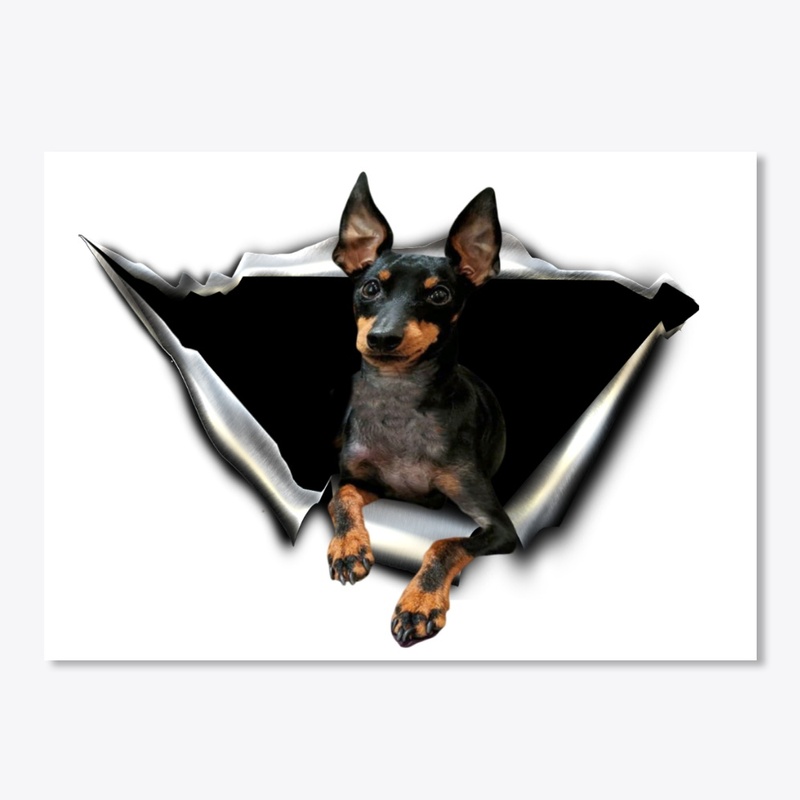 English Toy Terrier