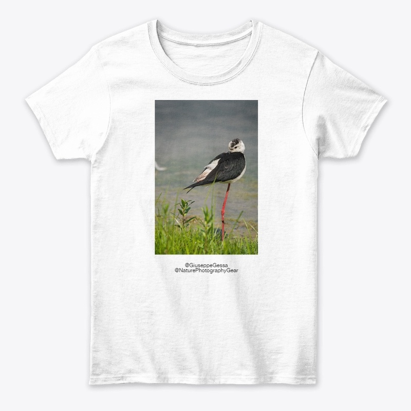 Black-winget stilt