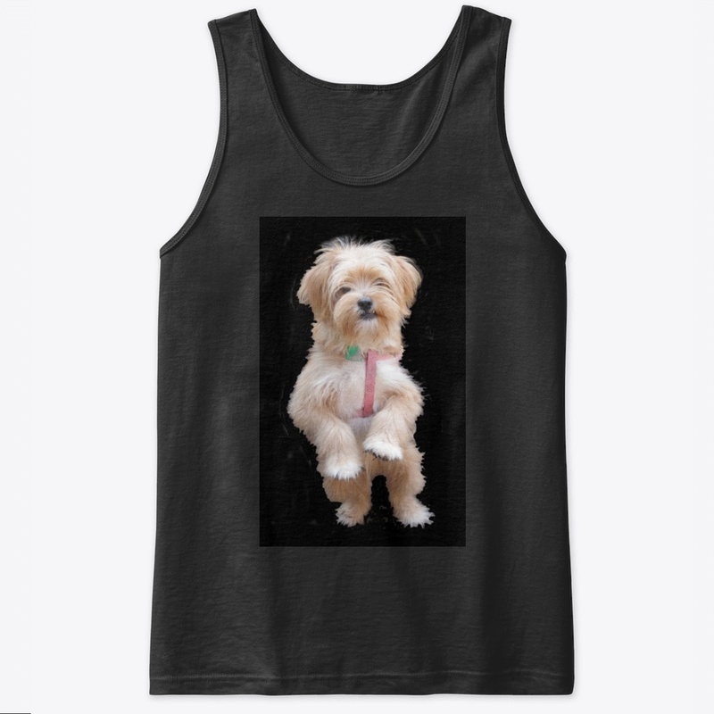 cute yorkie chihuahua puppy