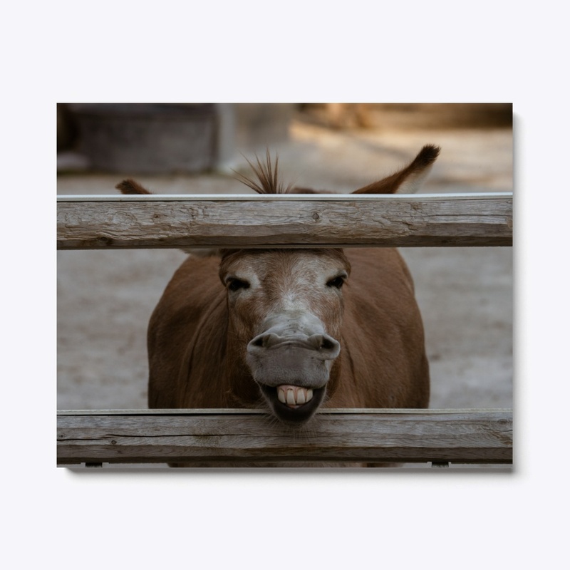 Donkey Dilemma 