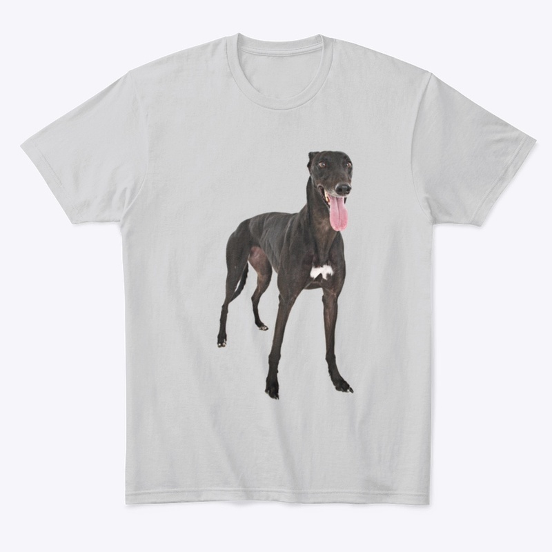 black greyhound dog
